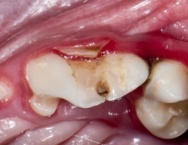 Zubní kaz a zánět zubu u psa - absces, detailní pohled